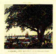 Birch Engraving